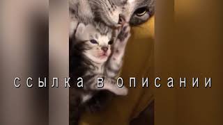 Прикольное видео про собак. Смотреть ВСЕМ. Ну очень смешно. Прикольное видео про собак. Смотреть ВСЕМ. Ну очень смешно.