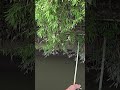 このルアーはすごい#バス釣り#霞水系#shorts #fishing