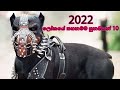 2022 top 10 banned dogs in the world   2022    10