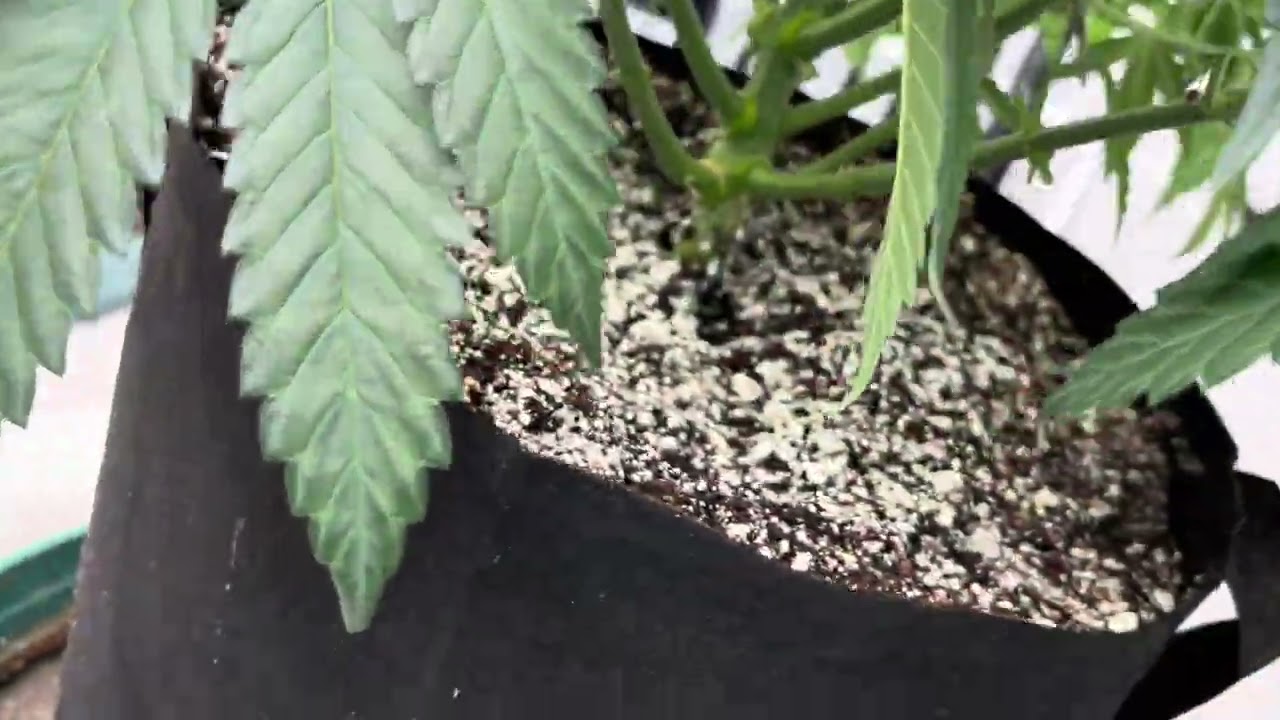 Compound genetics and Romulan genetics! Equipment upgrade to Gavita 1700e in the 8x4!