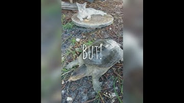 Rescue Mission Saved Turtle