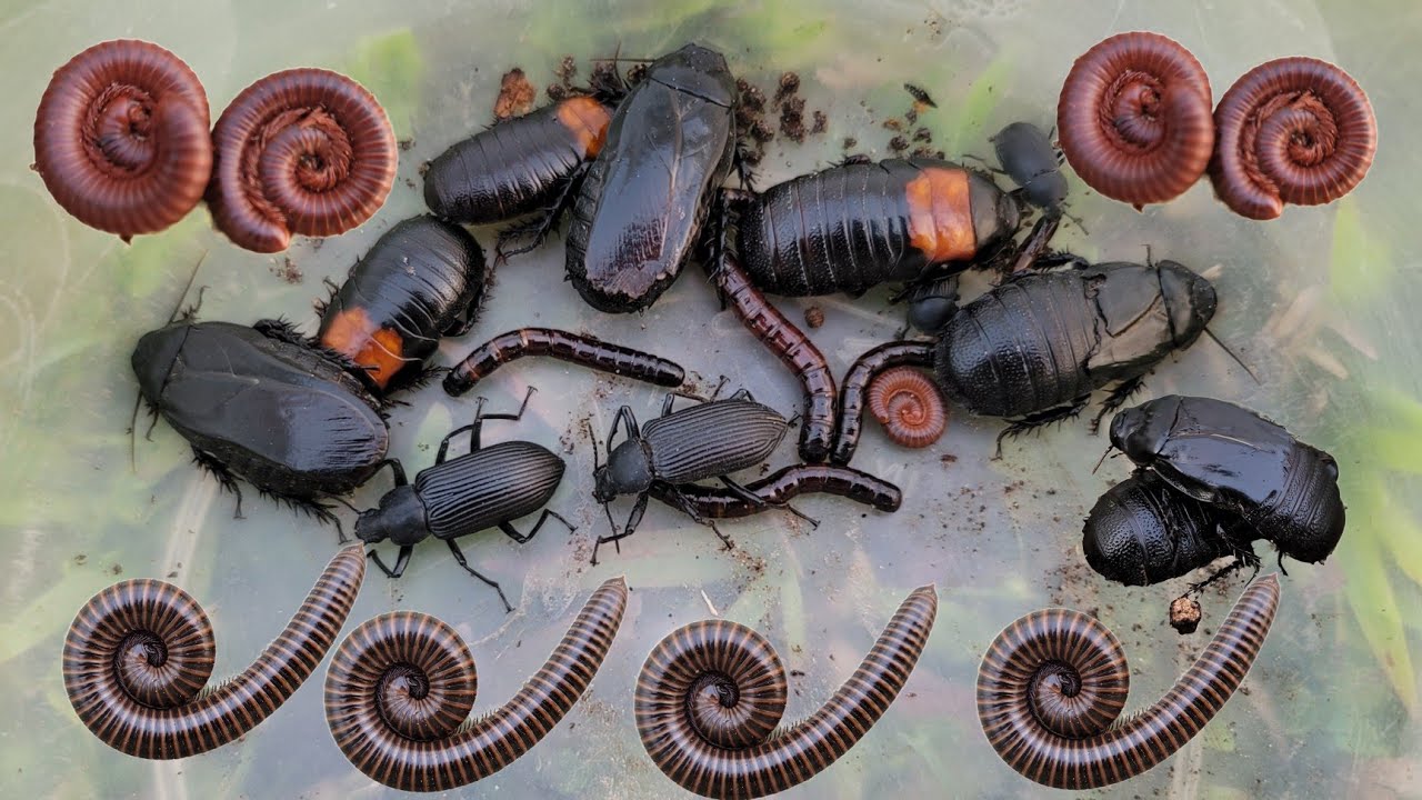 Looking Insect Meet Cockroach, Millipede, Black Beetle, Larva - YouTube
