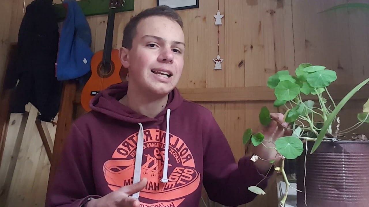 How to grow nasturtium indoors YouTube