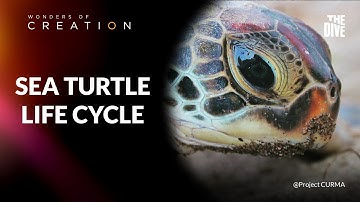 Sea Turtle Lifecycle #TheDivePH