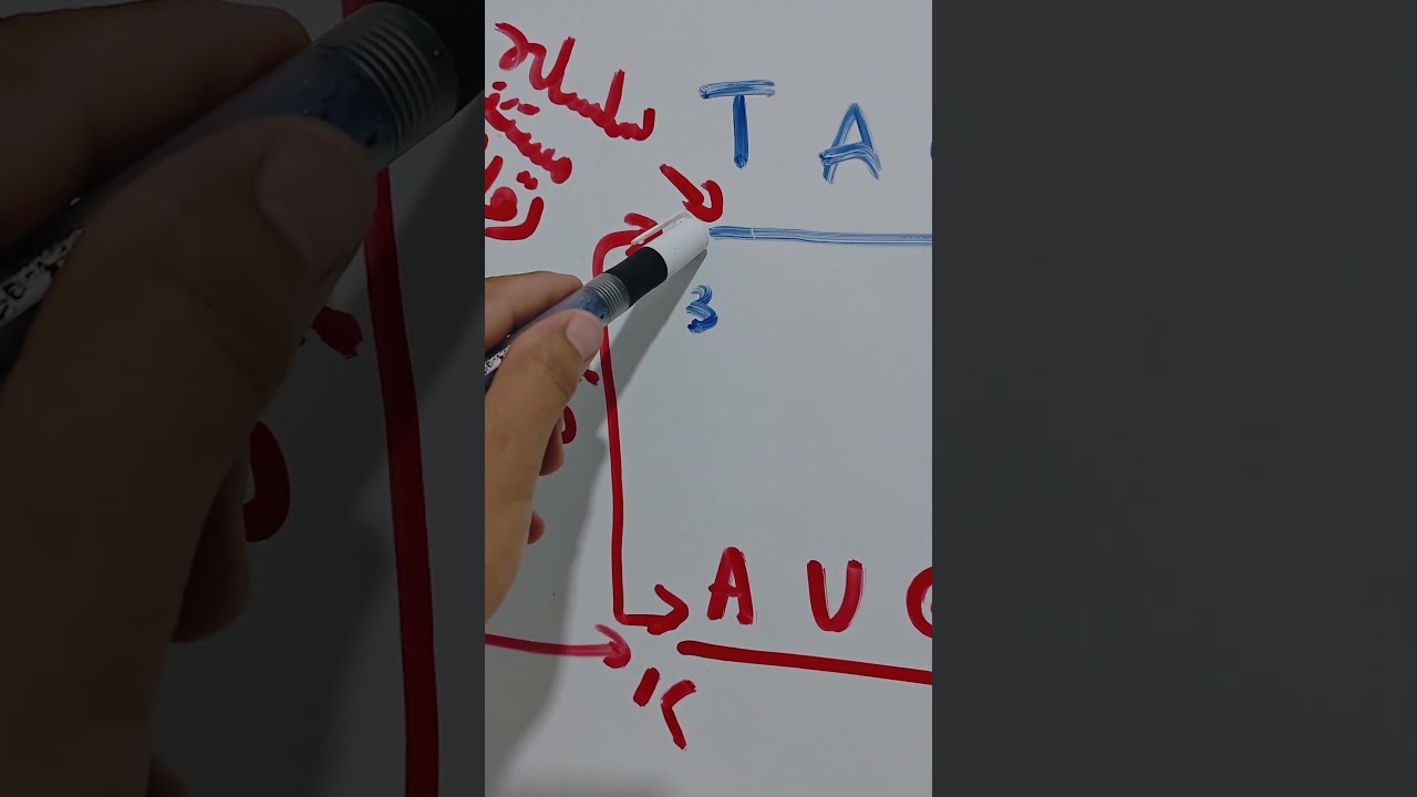 السلسلة المعبرة والسلسلة القالب