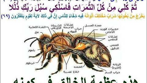 سورة النحل آية 68 و69 /surah an- nahl aya 68 ,69