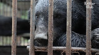 Black Bears Are Only Allowed The World Through The Narrow Cage Bars (Part 2) | Kritter Klub