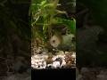 Eating up! #lovefish #fishkeepinghobby #gouramis #aquascapegallery #aquascape #exoticaquariumfish