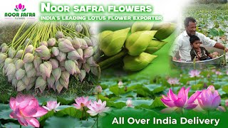 Career Overview 🌸 Fresh Lotus Flowers Direct from Cultivators | Low Price | All Over India On-Time Delivery! 🚚✨