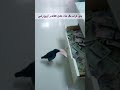 غراب يسرق المال