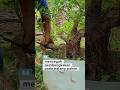 prevent swelling of tree trunks #bonsai #kimeng #bonsaitree #nature #ficusplant