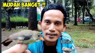 Cara Membedakan Burung kemade Jawa Ijoan Jantan Dan Betina