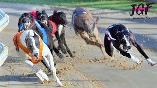 Adrenaline Rush: Epic 480m Greyhound Sprint Showdown