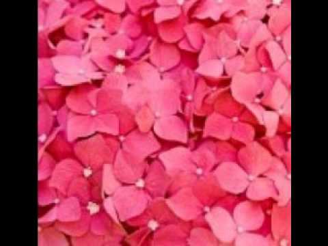 Suhani Raat Md Raffi Bollywood Song.wmv