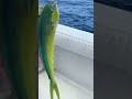 Catching A Mahi Mahi Dorado Dolphin With Bluecanyoncharters
