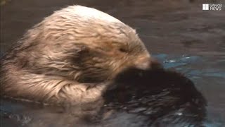 かんさいアニマルズ　須磨海浜水族園のラッコ