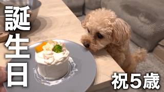 愛犬5歳の誕生日、本気で手作りケーキを作る。