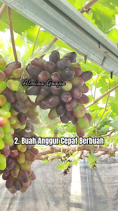 5 Alasan Kenapa Kita Harus Tanam Anggur #anggurimport #berkebun #shorts