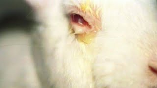 علاج التهاب العين عند الأرنب Treatment of eye infection in rabbits