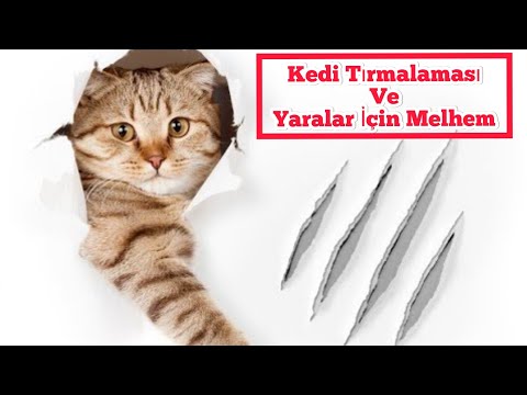 Video: Evde Kedi Çizikleri Nasıl Tedavi Edilir?