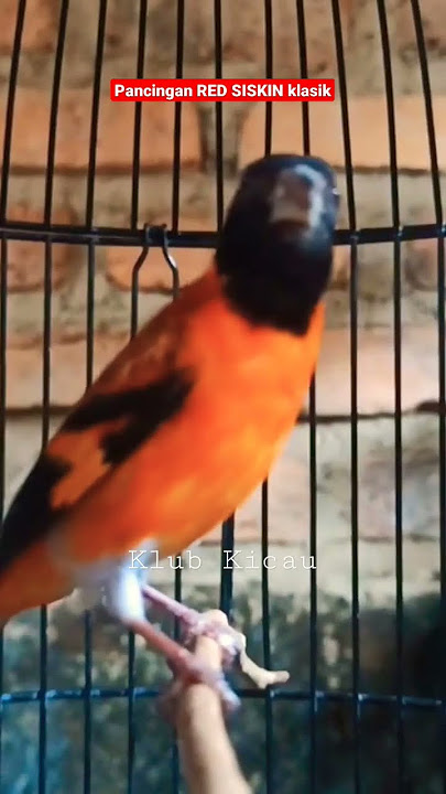 pancingan red siskin klasik gacor #klubkicau