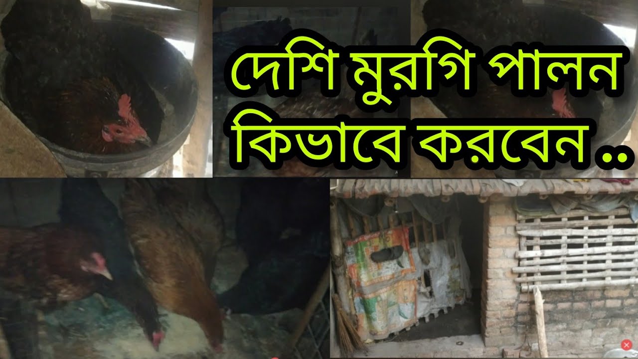 দেশি মুরগি পালন করার সঠিক পদ্ধতি।🏡🐔