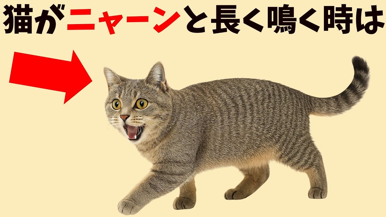 猫がニャーンと長く鳴く時は・・・ - YouTube