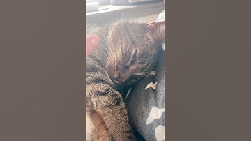 Pet that snore some more! #cat #foster #fostercat #snore