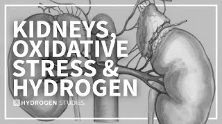 Kidneys, Oxidative Stress, and the Quiet Role of Hydrogen Is Hydrogen Water Good For Kidneys