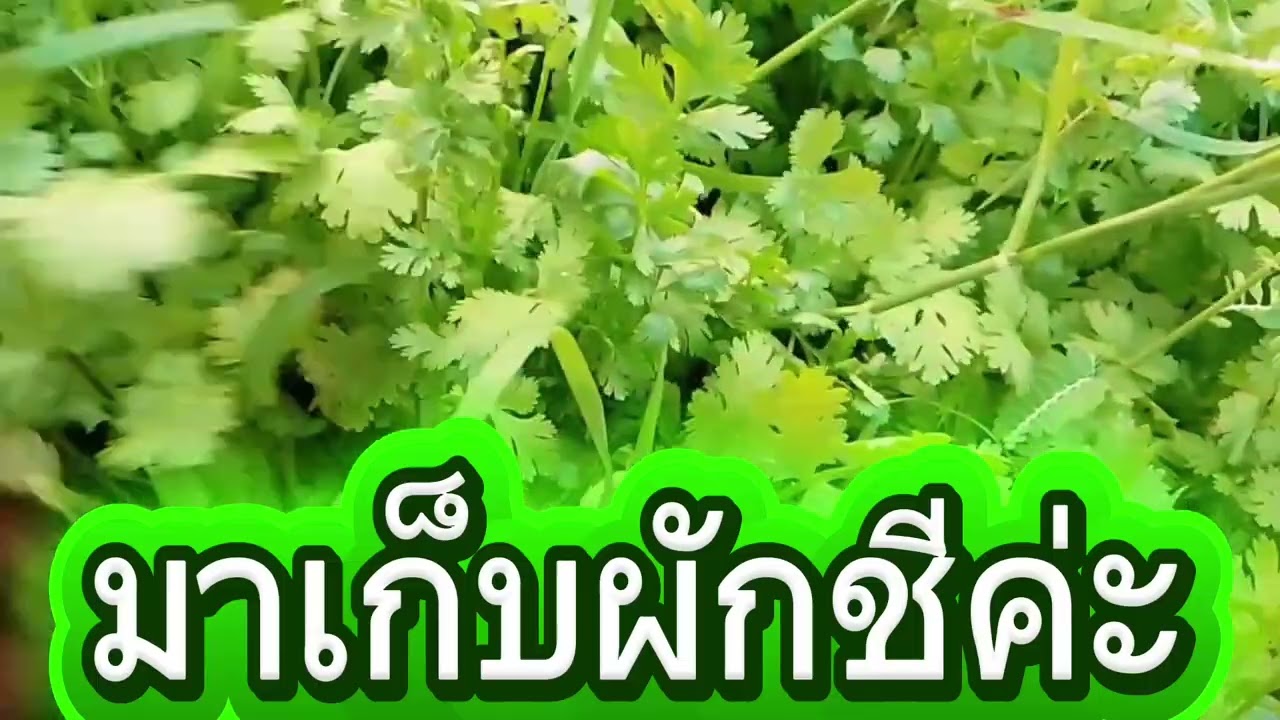 Rp338มาแปะผักกันค่ะ