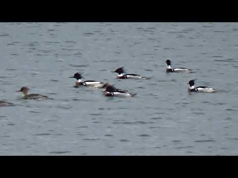 RED BREASTED MERGANSER an unusual bird in Orange County New York @drjahn41