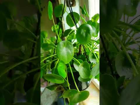 #pilea