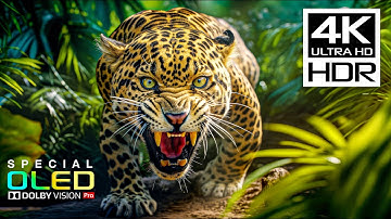Incredible 4K HDR Dolby Vision | 4K Nature Videos with Peaceful Music