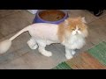 TRY NOT TO LAUGH or SMILE - Super FUNNY CAT videos