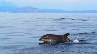 Дельфины в Черном море 2022