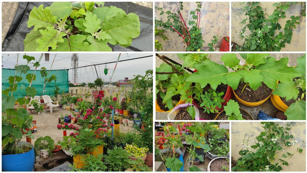 my 🥦🥕🌽vegetable garden maine kya kya grow kiya hai! YouTube