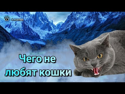 Чего не любят кошки