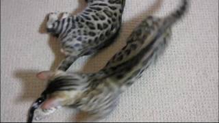 Another Cat Video - My Bengal Cats Playing & Wrestling Linus Tech Tips