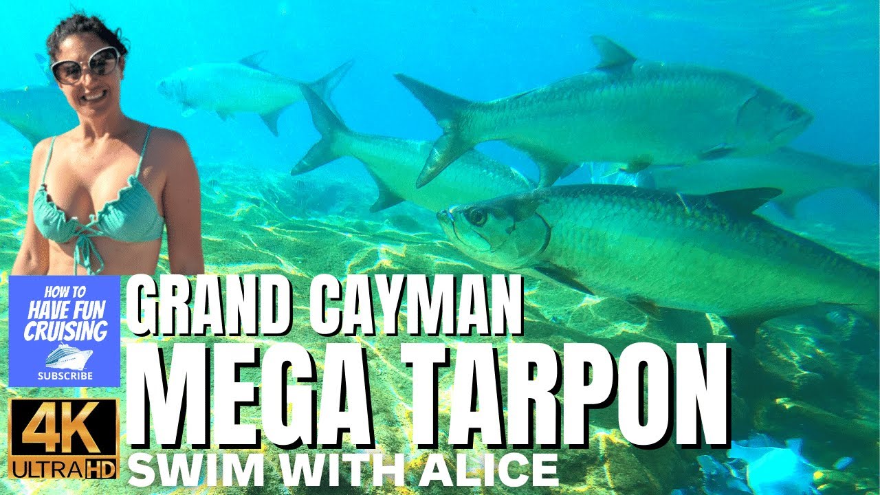 Swim with Tarpon in Grand Cayman | Epic Caribbean Adventure