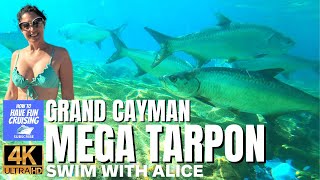 2023 GRAND CAYMAN in 4K | Swim with Tarpon Adventure by How To Have Fun Cruising 327 views 1 year ago 9 minutes, 41 seconds