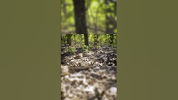 Rắn đuôi chuông và hình dáng đặc biệt #kakakibi tv