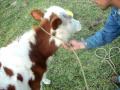 Como hacer un cabezal o jquima para amarrar animales por oscar bernal