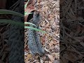LittleKittyрџђ Lol Virale Corto Di Tendenza Animali Videovirale Feedcortometraggi Atteggiame LittleKittyрџђ Lol Virale Corto Di Tendenza Animali Videovirale Feedcortometraggi Atteggiame