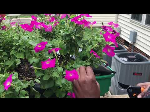 The Correct Way to Deadhead PETUNIAS 🌸🦋🌺 Ne - Ne’s Garden