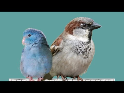 Wideo: Który Ptak Jest Mniejszy Od Wróbla?