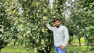 Punjabi beauty pear variety पंजाबी ब्यूटी नाशपाती किस्म, नाशपाती की क़िस्म कैसे चुनें #jhn screenshot 5