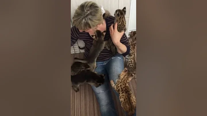 Watch the video about Our sweet kittens