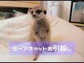 【ミーアキャット】ゲージをお引越ししなければいけなくなりました