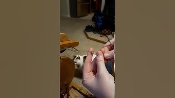 How To Spin With Sequins - Attaching Sequins To Your Spun Single Ply - Fiber #Shorts