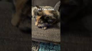The Cat Union